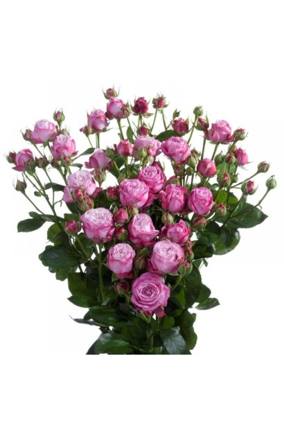 Кулясті піоновидні бутони троянди Lady Bombastic  